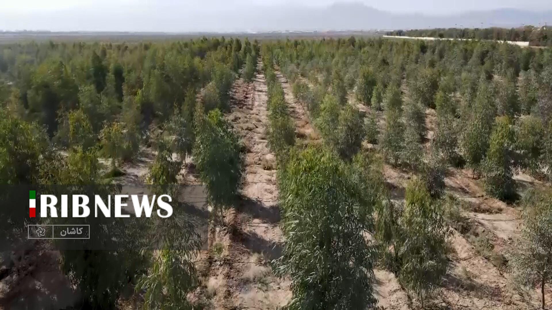 بزرگترین جنگل شهری غرب آسیا در شمال استان اصفهان افتتاح شد