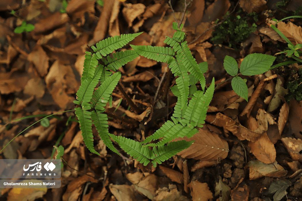 زیبایی پاییز در جنگل‌های هیرکانی