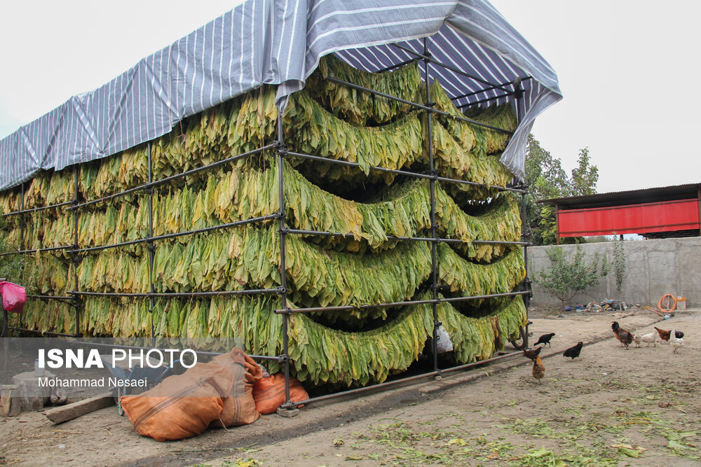 برداشت توتون در گلستان