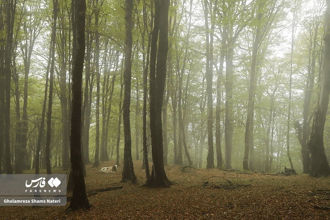 زیبایی پاییز در جنگل‌های هیرکانی