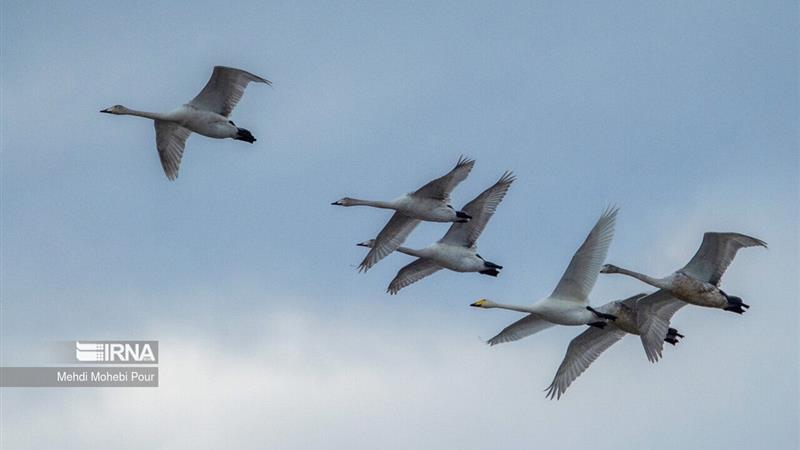 درناها نماد همزیستی انسان و طبیعت در تالاب میقان اراک شدند