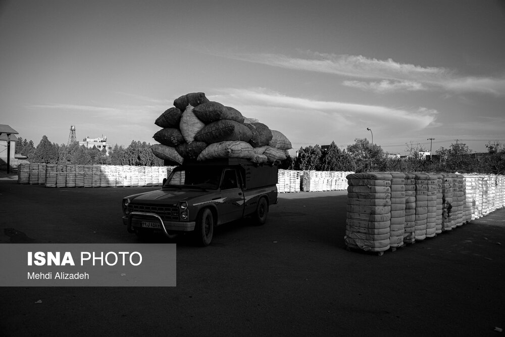 برداشت پنبه در خراسان شمالی