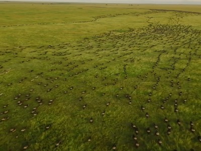 مهاجرت عظیم میلیونها گوزن یالدار