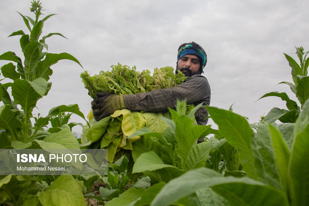 برداشت توتون در گلستان