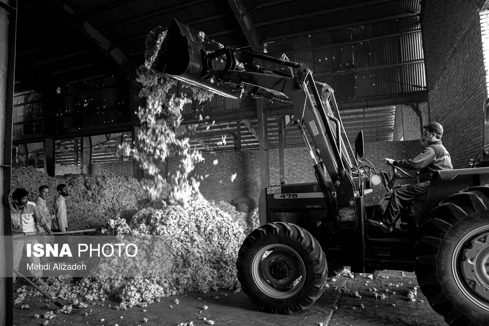 برداشت پنبه در خراسان شمالی