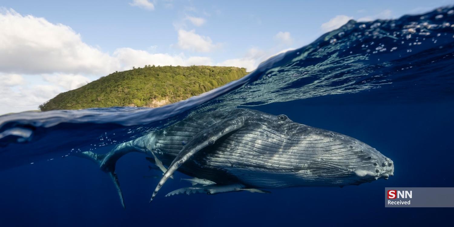 عکس/ برندگان مسابقه عکاسی پانوراما اپسون ۲۰۲۵