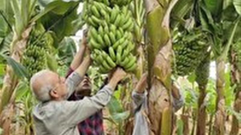 کشت بیش از ۵۰ هزار مترمربع موز در گلخانههای یزد