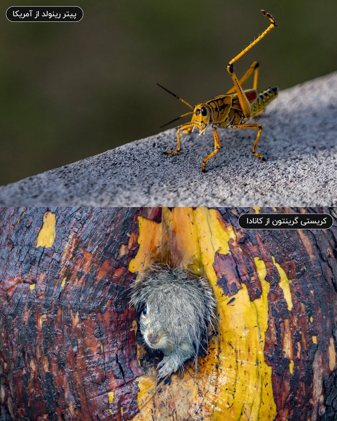 فینالیستهای مسابقه عکاسی کمدی حیات وحش نیکون ۲۰۲۵