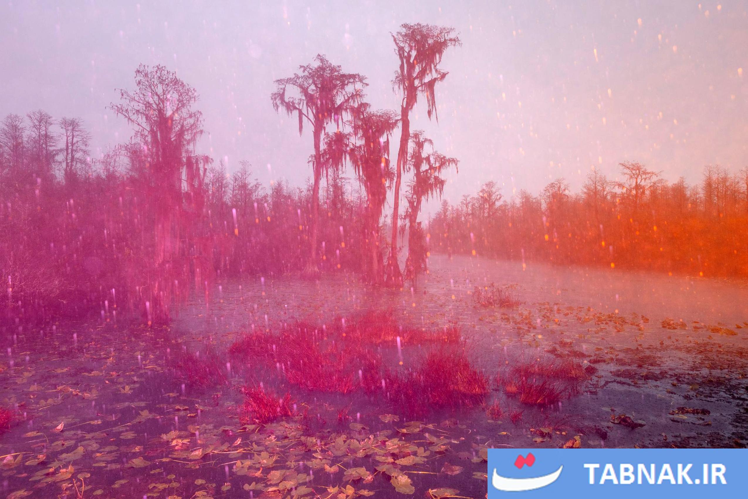 از سکوت تا شهود؛ ثبت لحظههای ماورایی در تالاب اوکیفنوکی