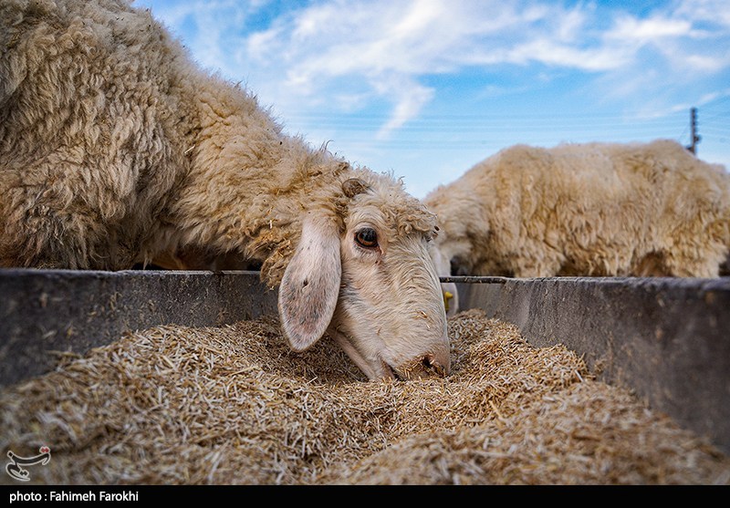 در مسیر محرومیت زدایی؛ مزرعه دامپروری روستای چپرقویمه