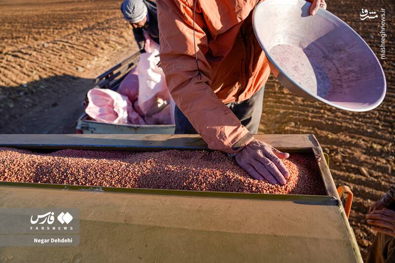  آغاز کاشت گندم در لرستان