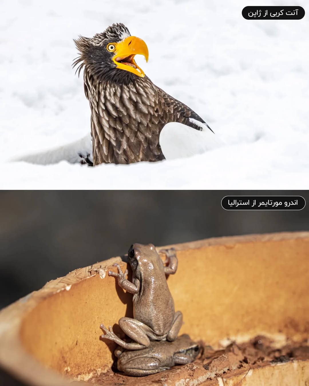 فینالیستهای مسابقه عکاسی کمدی حیات وحش نیکون ۲۰۲۵