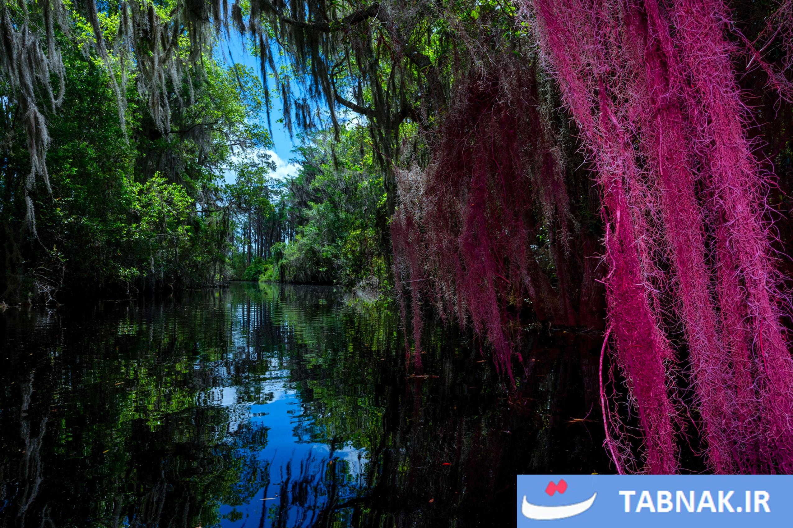 از سکوت تا شهود؛ ثبت لحظههای ماورایی در تالاب اوکیفنوکی