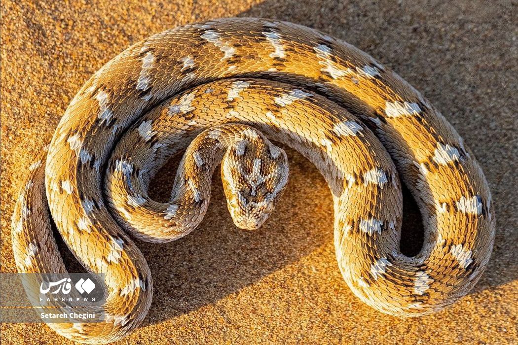 افعی جعفری در شنزارهای ایران