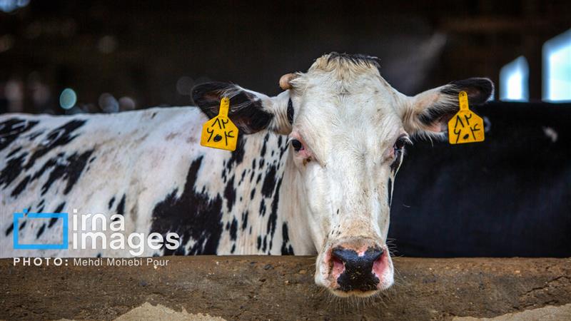 مورد مشکوک به هاری گاوی در ایجرود گزارش شد