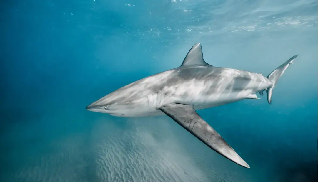 راز نخستین حمله هولناک کوسهای بیخطر به انسان: چرا یک شناگر زنده بلعیده شد؟