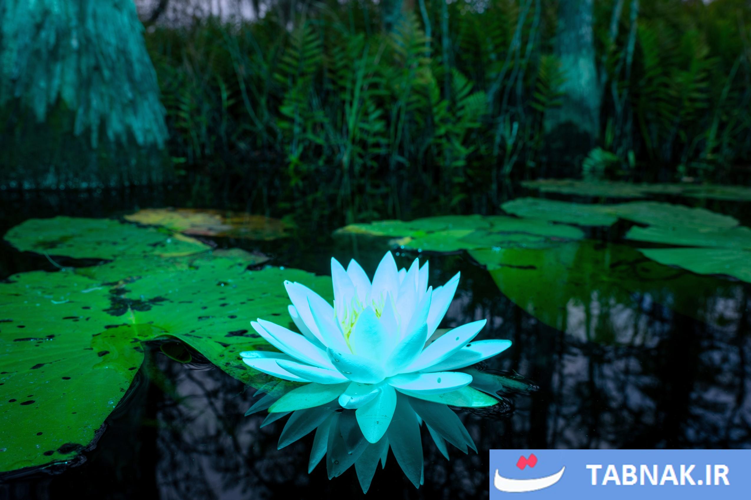 از سکوت تا شهود؛ ثبت لحظههای ماورایی در تالاب اوکیفنوکی