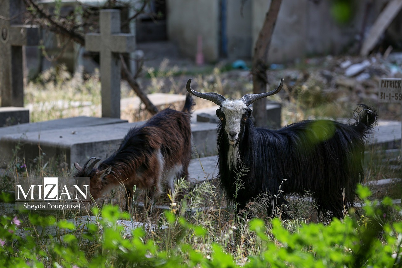 آرامستان لهستانیهای دولاب؛ یادگاری از جنگ جهانی دوم