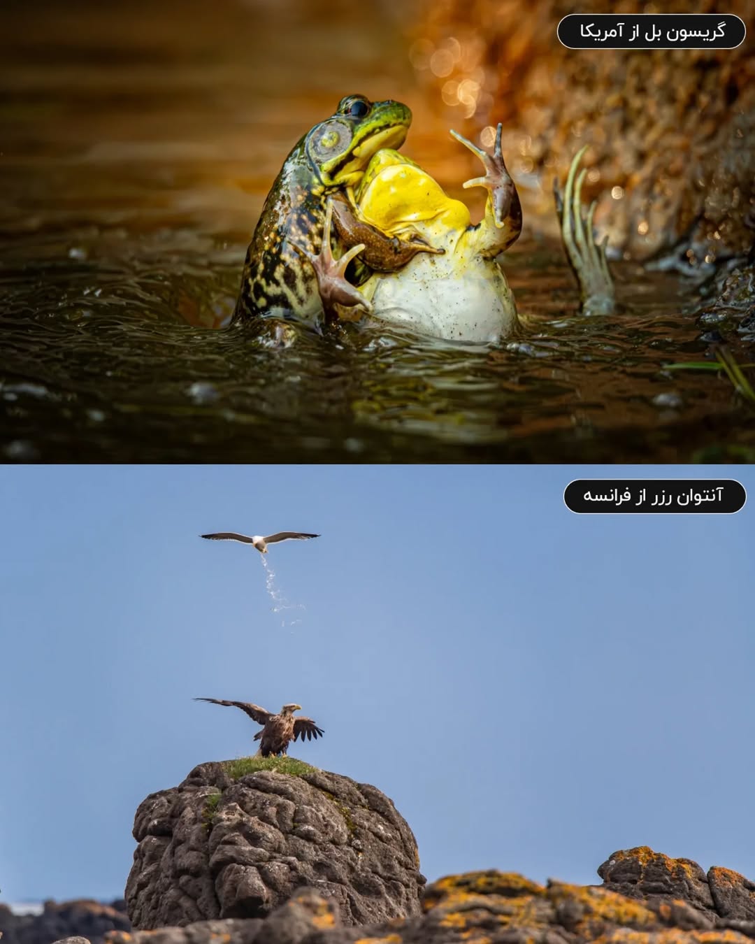 فینالیستهای مسابقه عکاسی کمدی حیات وحش نیکون ۲۰۲۵