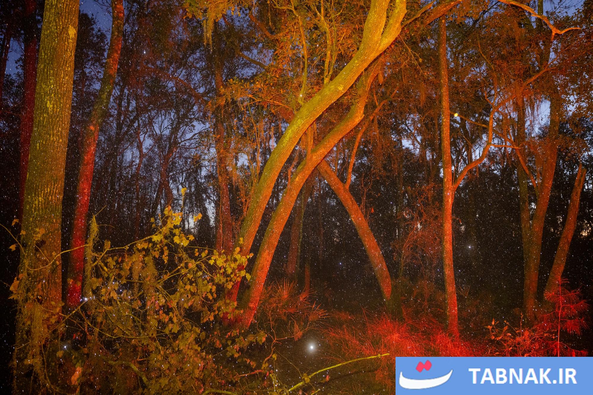 از سکوت تا شهود؛ ثبت لحظههای ماورایی در تالاب اوکیفنوکی