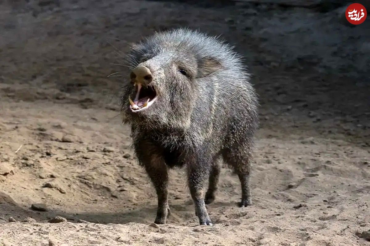 گوناگون/ گرازهای بدبو؛ پستاندارانی اجتماعی