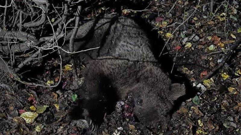 خرس قهوهای در برخورد با قطار مسیر سوادکوه جان باخت