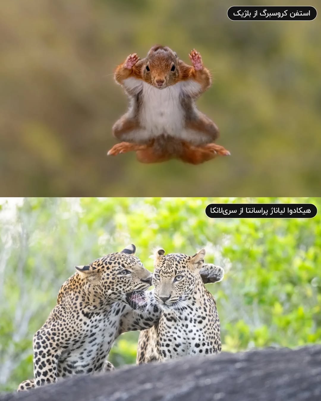 فینالیستهای مسابقه عکاسی کمدی حیات وحش نیکون ۲۰۲۵