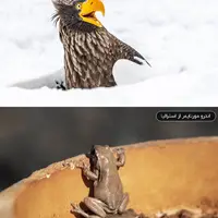 ‌فینالیست‌های مسابقه عکاسی کمدی حیات وحش نیکون ۲۰۲۵ 