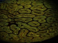 لوبوفیلیا ، یک مرجان بزرگ با یک اسکلت سنگ آهک