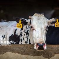 مورد مشکوک به هاری گاوی در ایجرود گزارش شد