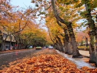 قدمزدن در نقاشی پاییزی خوانسار