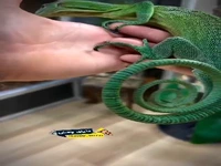 دم دفاعی مارمولک واران