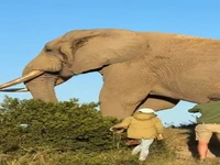 اندازه فیل ساوانا ،بزرگترین پستانداران زمینی