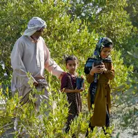 کاشت پنج هزار نهال حَرّا در روستای جهانی سهیلی جزیره قشم 