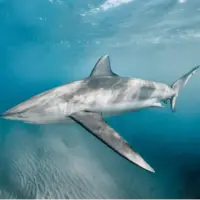 راز نخستین حمله هولناک کوسهای بیخطر به انسان: چرا یک شناگر زنده بلعیده شد؟