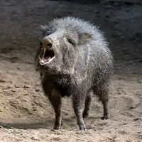 گوناگون/ گرازهای بدبو؛ پستاندارانی اجتماعی