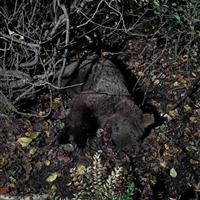 خرس قهوهای در برخورد با قطار مسیر سوادکوه جان باخت