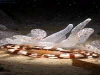 خرچنگ هارلکین ، از زیباترین موجودات دریا