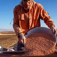  آغاز کاشت گندم در لرستان