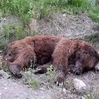 یک قلاده خرس قهوه‌ای بر اثر تصادف تلف شد
