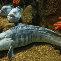 گرگ ماهی اقیانوس اطلس