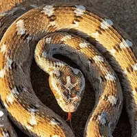 افعی جعفری در شنزارهای ایران