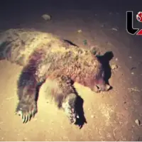 تلف شدن یک قلاده خرس قهوه ای بر اثر تصادف با پراید