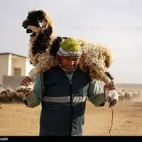 در مسیر محرومیت زدایی؛ مزرعه دامپروری روستای چپرقویمه