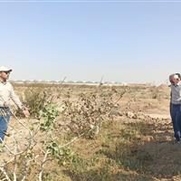 گامی نو در بهینه سازی فرآیند پس از برداشت پسته در اشکذر