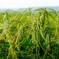 برداشت ۵۰ درصدی برنج از مزارع رتون و کشت مجدد در جویبار