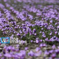 زعفران ایران در تنگنای صادرات؛ فقط ۳۰ درصد صادرات رسمی است