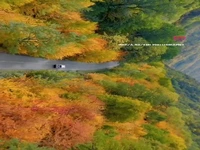 پاییز گلستان در جنگل های هیرکانی