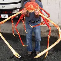 خرچنگ عنکبوتی ژاپنی؛ بزرگترین بندپای روی کره زمین