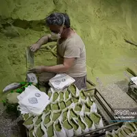 حنا بر دستان کویر؛ احیای آیین کهن «حنا سابی» در یزد